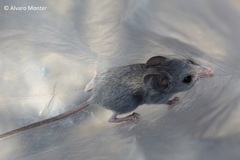Peromyscus crinitus