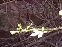 Calopteryx haemorrhoidalis