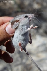 Peromyscus crinitus