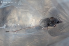 Peromyscus crinitus