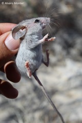 Peromyscus crinitus