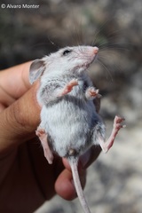 Peromyscus crinitus