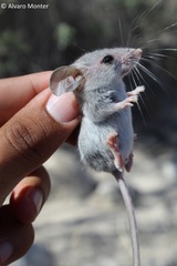 Peromyscus crinitus