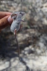 Peromyscus crinitus