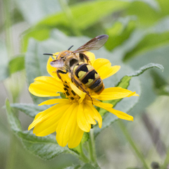 Xanthocampsomeris hesterae