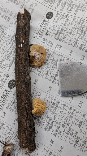 Neofavolus alveolaris