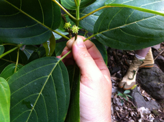 Colubrina oppositifolia