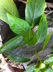 Colubrina oppositifolia