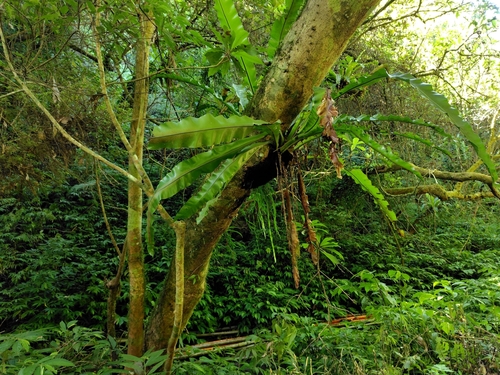 Image of Haplopteris elongata by (c) chiuluan, some rights reserved (CC BY)
