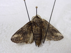 Heterocampa obliqua