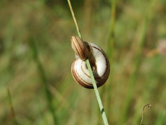 Helicella itala