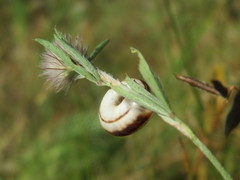 Helicella itala