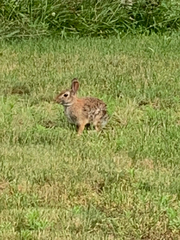 Sylvilagus floridanus
