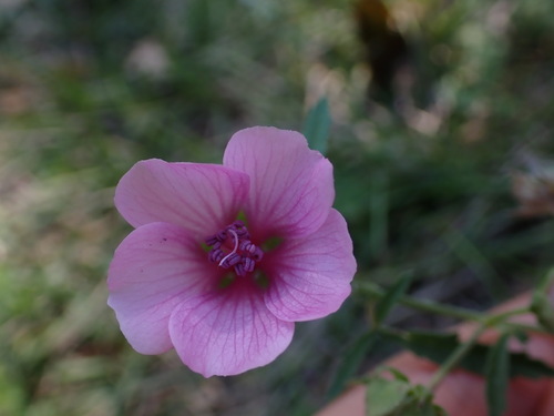 Image of Althaea cannabina by (c) Louis Aureglia, some rights reserved (CC BY)