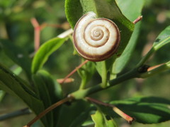 Helicella itala