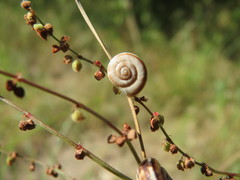 Helicella itala