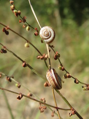 Helicella itala