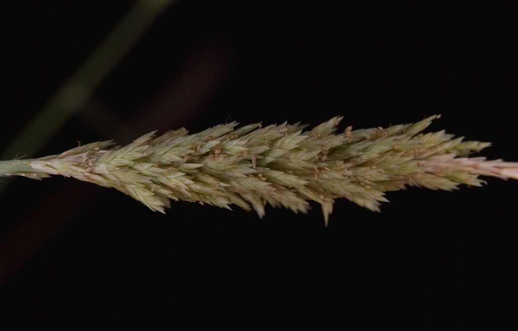 Eragrostis cylindrica (Eragrostis cylindrica)