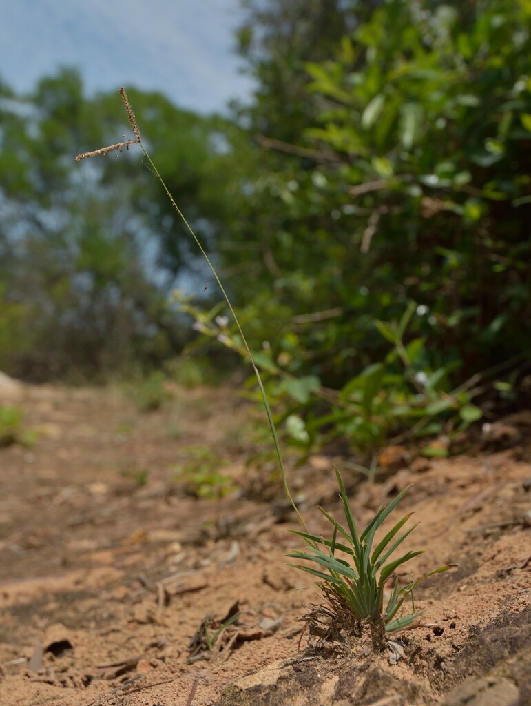 Eustachys tenera (Eustachys tenera)
