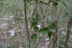 Amyris elemifera