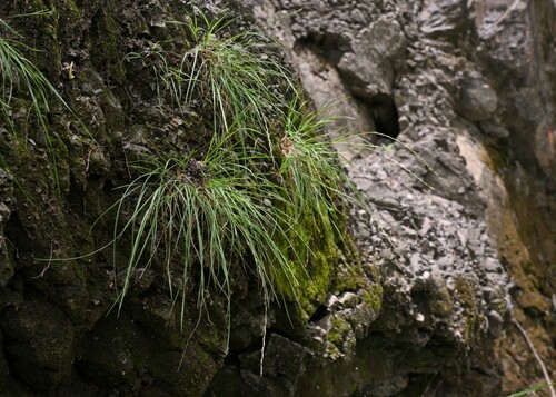 Tripogon chinensis iNat (1)