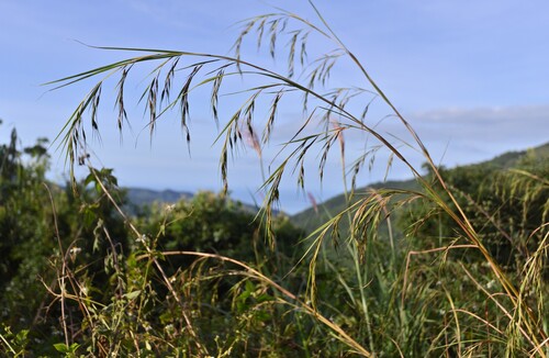 Themeda caudata iNat (2)