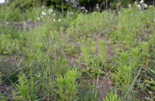 Digitaria heterantha iNat (3)