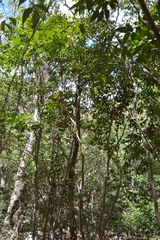 Amyris elemifera