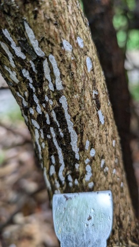 Tubulicium curvisporum
