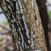 Tubulicium curvisporum