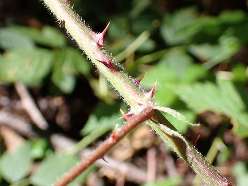 Image of European Blackberry (Rubus vestitus) by no rights reserved
