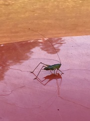 Conocephalus strictus