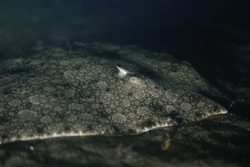 Spotted spiny butterfly ray on the seabed in low light