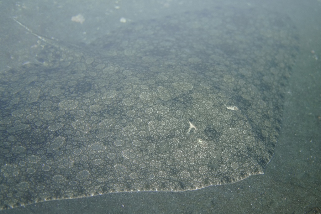 Spiny butterfly ray (Gymnura altavela) — Gymnuridae
