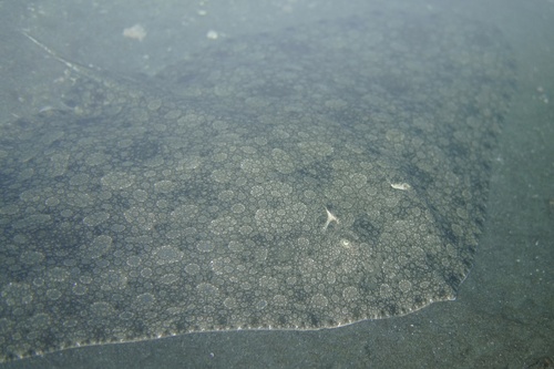 Spiny butterfly ray (Gymnura altavela) — Gymnuridae
