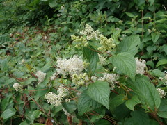 Ceanothus americanus americanus