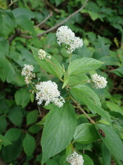 Ceanothus americanus americanus