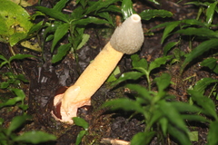 Phallus aurantiacus