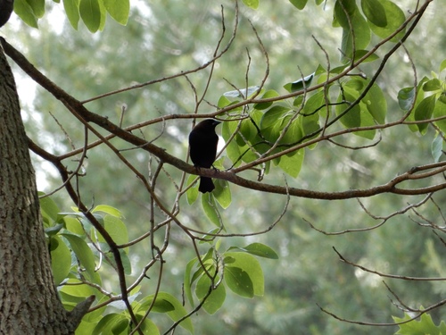Brown-headed Cowbird photographed in Michigan