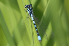Coenagrion resolutum