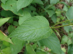 Ceanothus americanus americanus