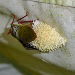 Copidocephala guttata