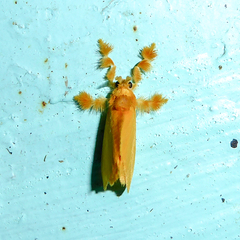 Dalceridae