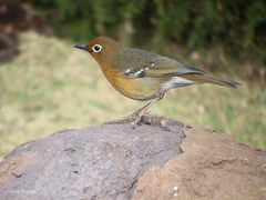 Geokichla piaggiae
