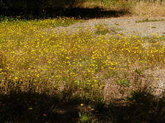 Leontodon saxatilis saxatilis