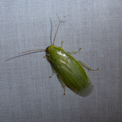 Panchlora nivea