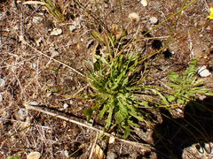 Leontodon saxatilis saxatilis