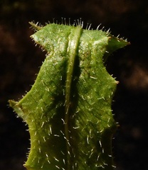 Leontodon saxatilis saxatilis