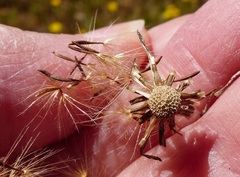 Leontodon saxatilis saxatilis