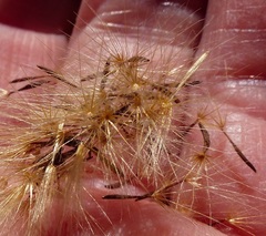 Leontodon saxatilis saxatilis